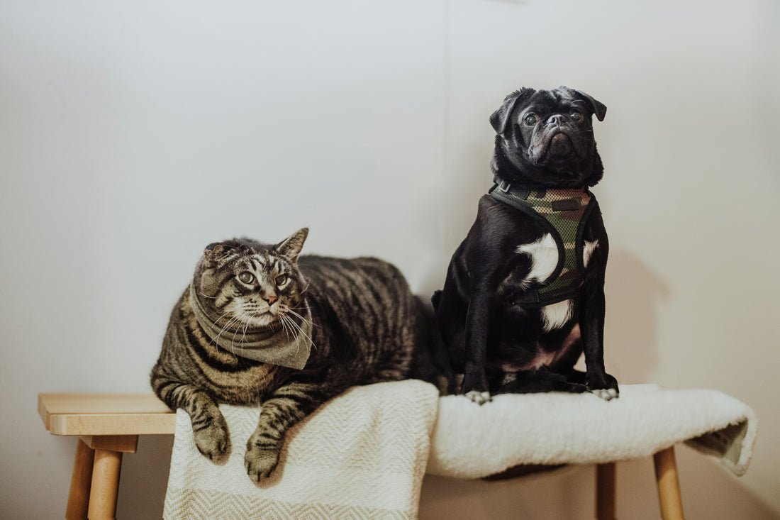 10 Essential Pet Care Tips Every Dog & Cat Owner Should Know